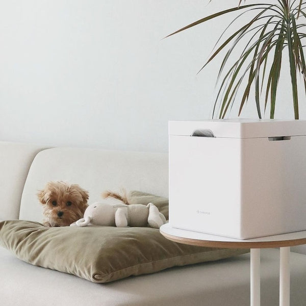 The Link Between Humidifiers and Pet Health: What Every Pet Owner Should Know