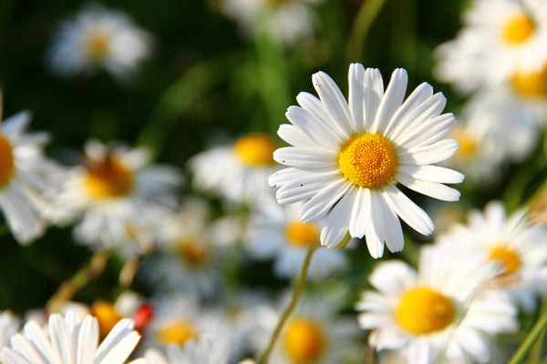 8 Ways to Conquer Springtime Allergies